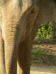 Asian-Elephant-01